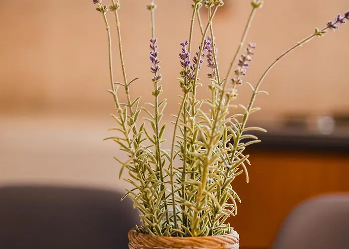 Appartamento Pezodromos